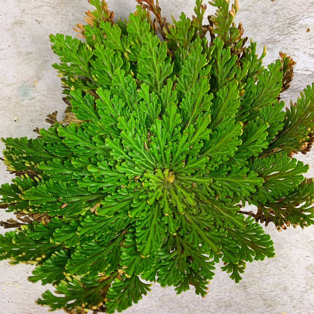 Money Miracle Rose of Jericho Spell Kit