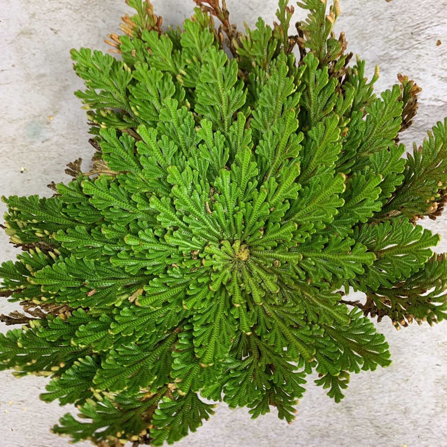 Money Miracle Rose of Jericho Spell Kit