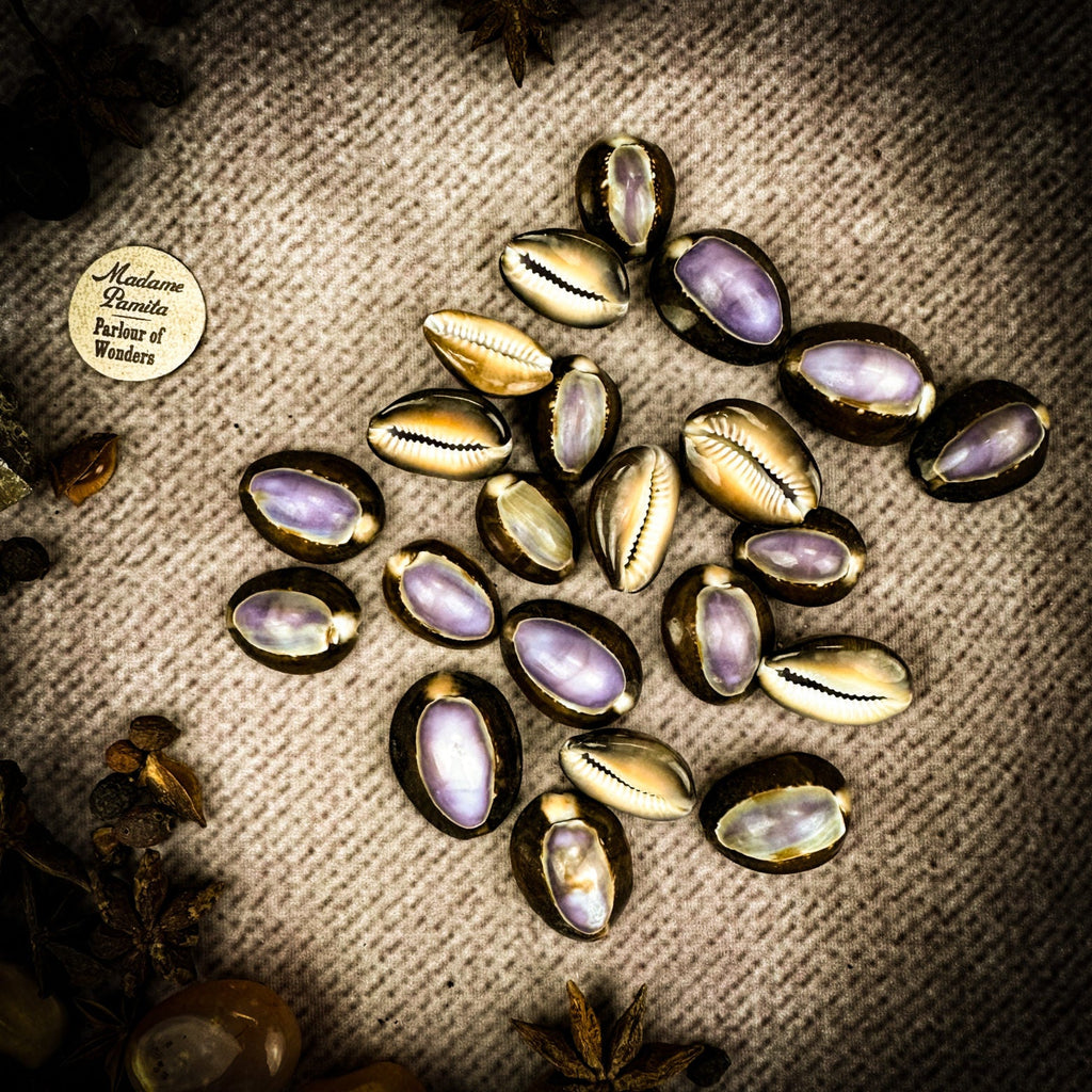 Cowrie Shell - Purple