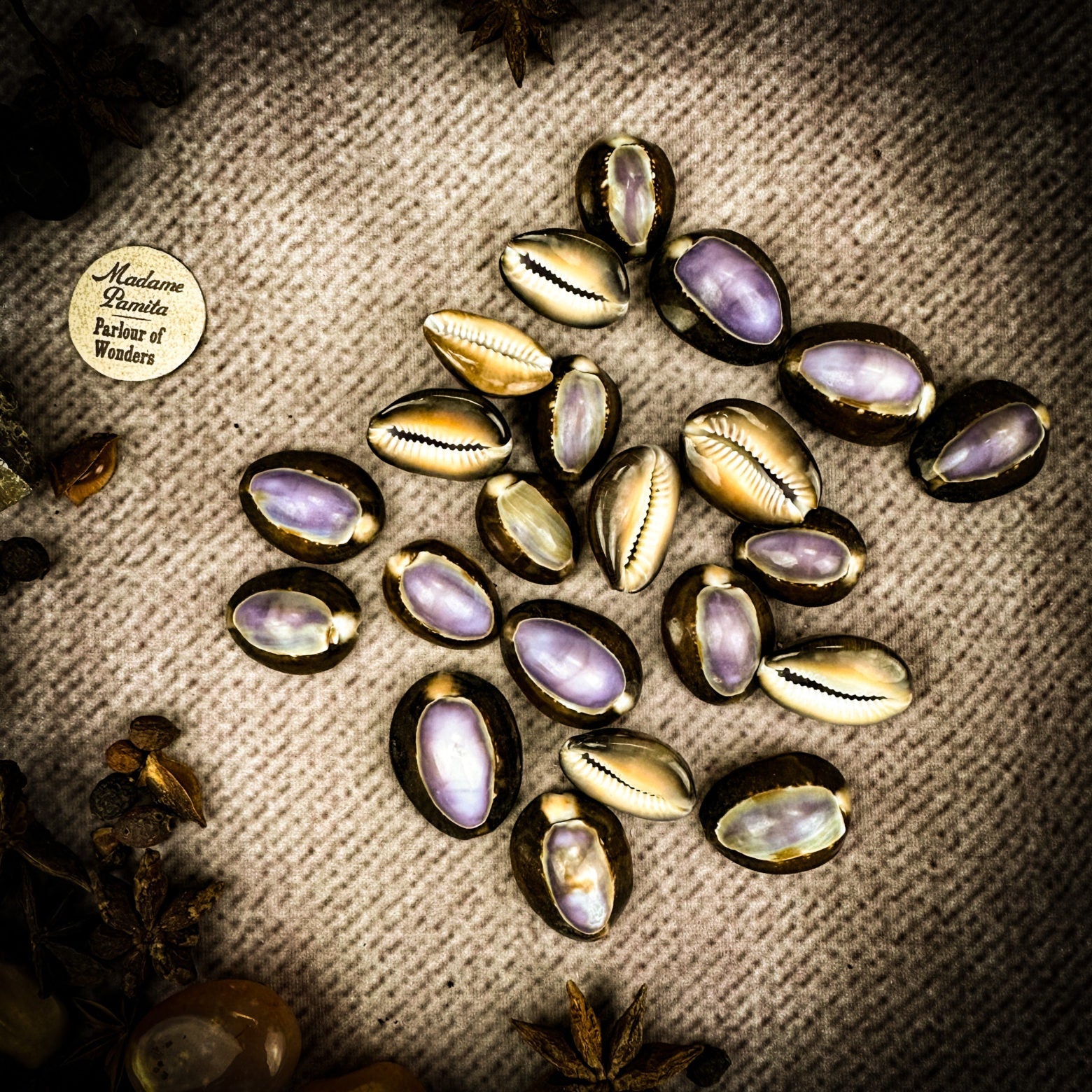 Cowrie Shell - Purple