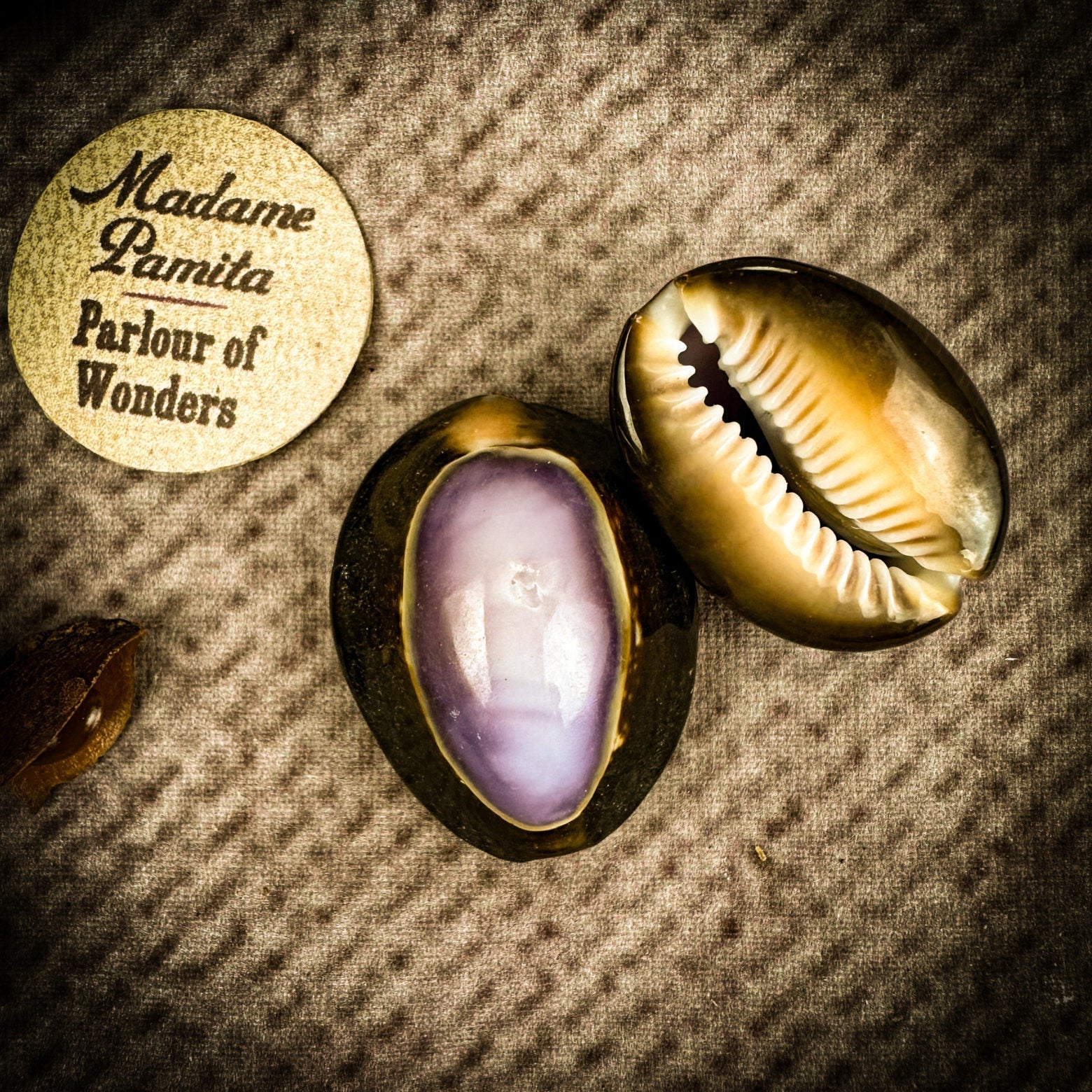 Cowrie Shell - Purple