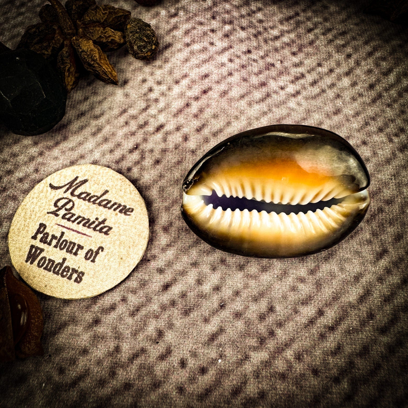 Cowrie Shell - Purple