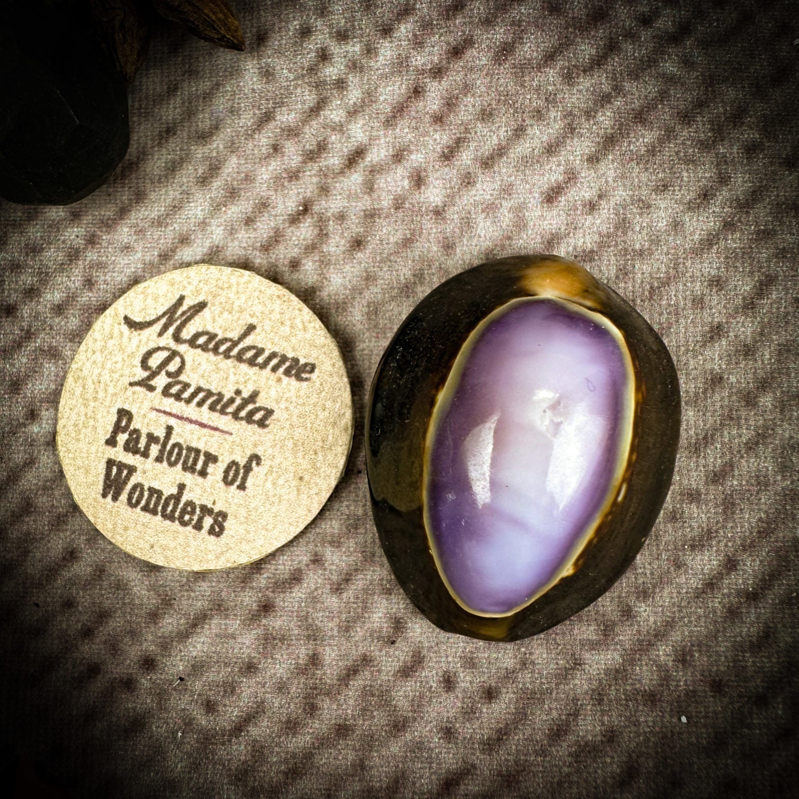 Cowrie Shell - Purple