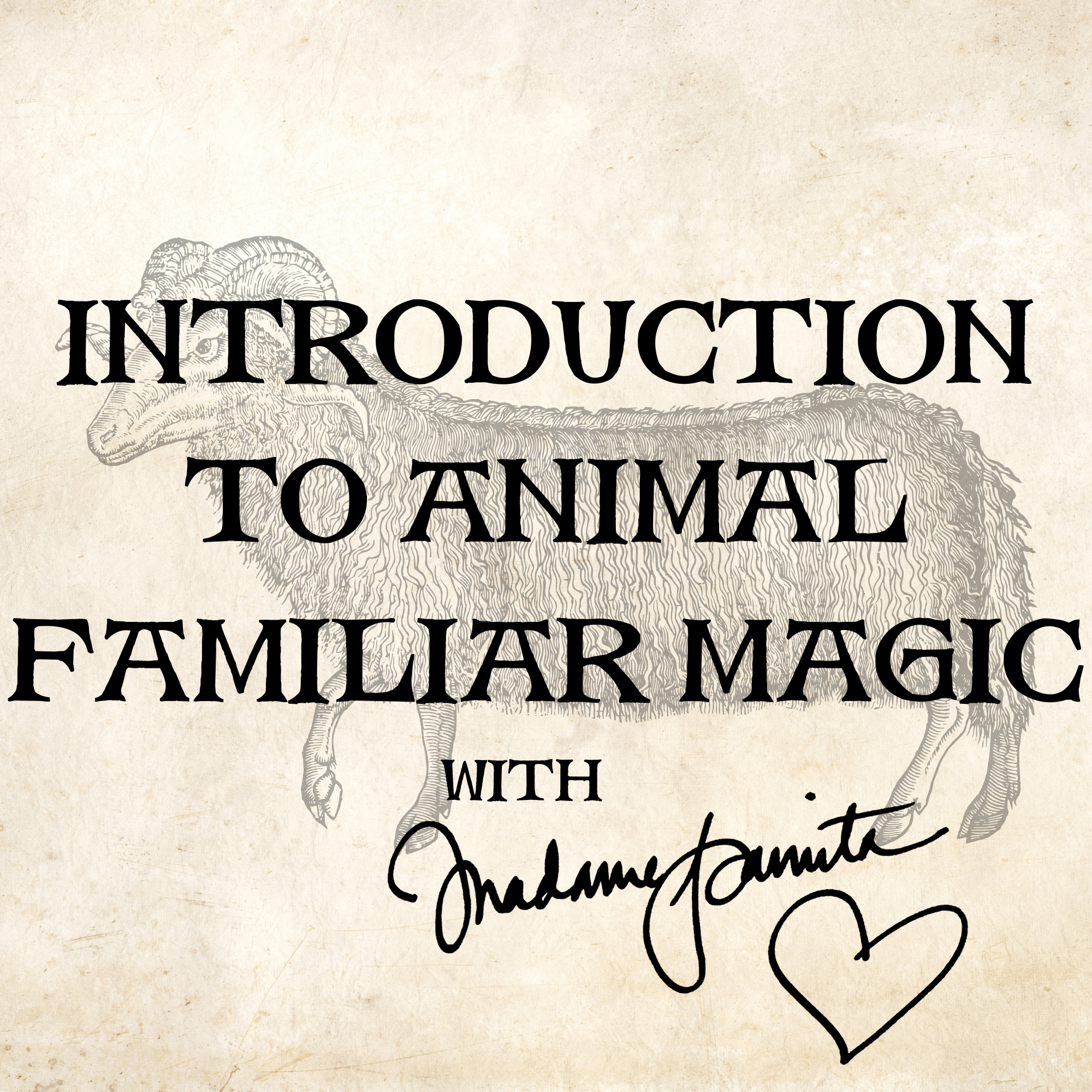 Introduction to Animal Familiar Magic