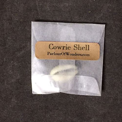 Cowrie Shell - Purple