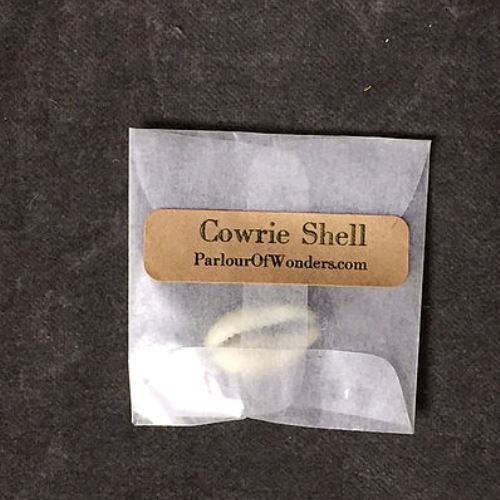 Cowrie Shells - Yellow