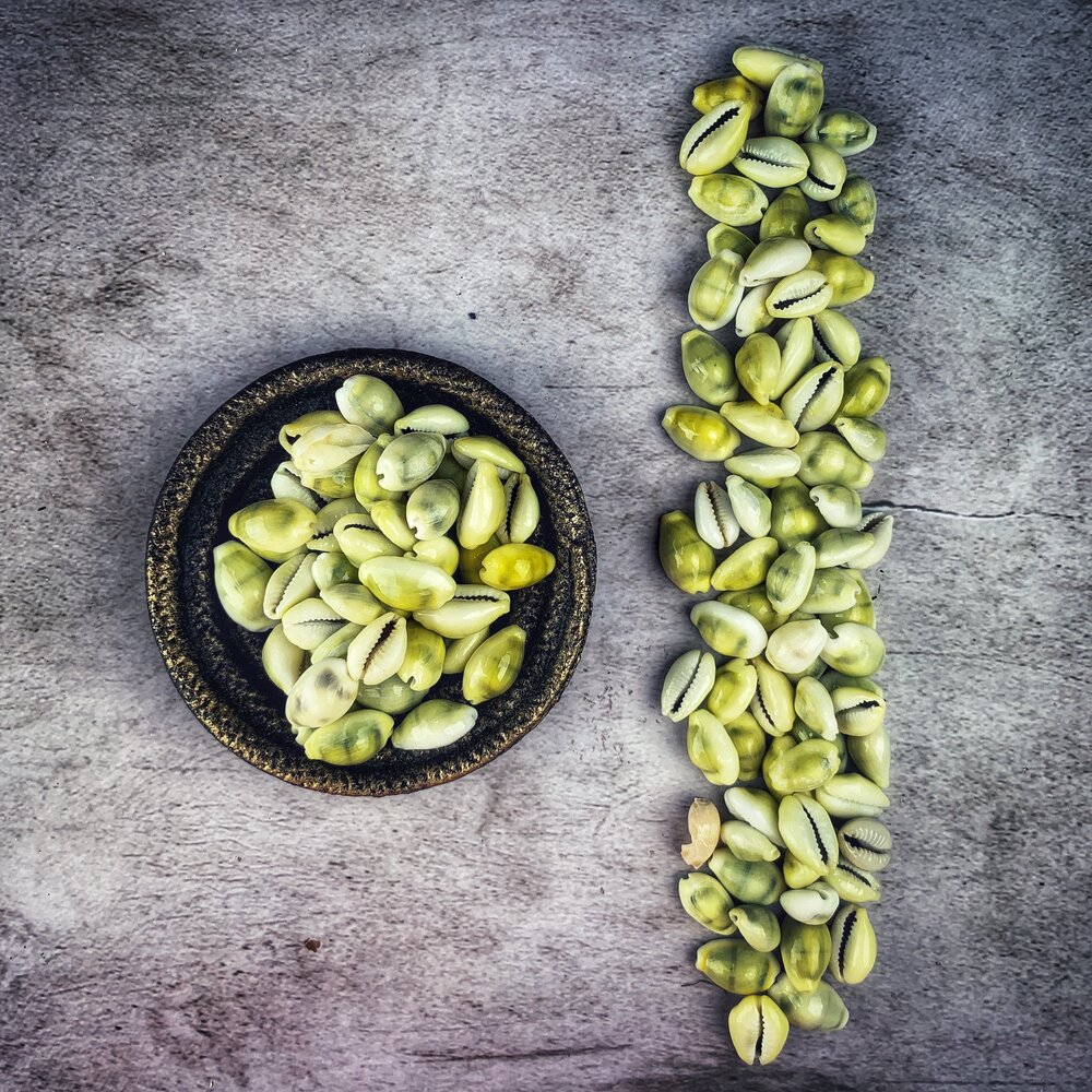 Cowrie Shells - Yellow